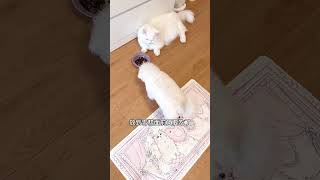 莫名其妙开始跑毒 #万物可爱计划 #小狗是宠物更是家人