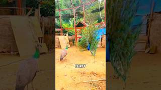 Peacock 🦚 #animal #funny #peacock