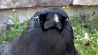 Wild crow goes for walk with woman every day