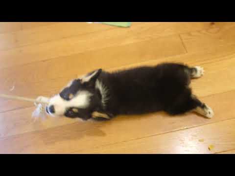Harry the corgi