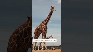 World Giraffe Day '23