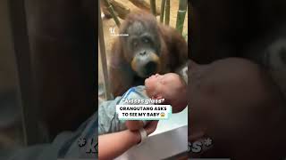 Orangutan Ask To See My Baby #viral #viralvideo #virashorts #wildlife #coolvideo