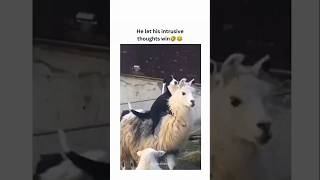 dogs being idiots part 366 #funny #funnypets #pets #lovegoldens #cutegolden #funnyanimals #petvideo