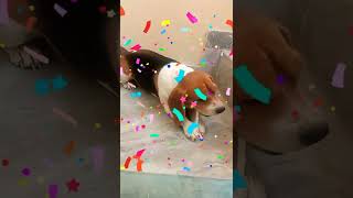 beagle funny reaction 🤣🤣 #beaglefunny #beaglecute #shorts #beaglelove