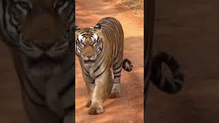 Roar #youtubeshorts #trending #tiger #tigerroar 🐯🐯🐯