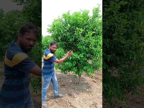 #farming #agriculture #sweet orange#consultancyservices