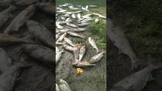 fis #funny #viral #shortvideo #myfirstvlog #tikivideos