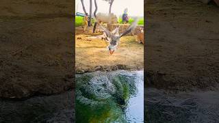 amazing  time #flyingduck #ducks #flying #shorts