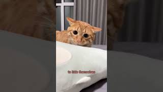 #cat The four common behaviors of cats, did your cat has these behaviors?#cuteca