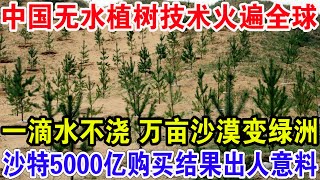 中国无水植树技术火遍全球，一滴水不浇万亩沙漠变绿洲，沙特5000亿购买结果出人意料