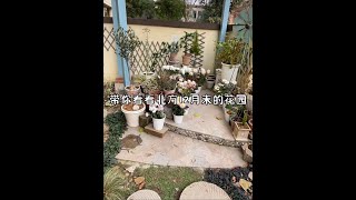 一镜到底❗️带你看看北方12月末的花园 今年的花草太反常了！#养花 #植物 #爱生活爱养花 #冬天 #花园