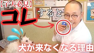 [Must see for puppies] Are you using the "come" command incorrectly? The correct way to teach you...