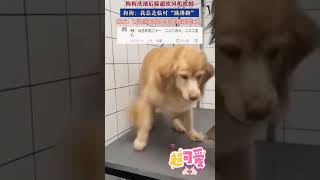狗狗洗澡後躲避吹風機吹腳，“兩邊同時吹是不是就站起來了”，網友：看似躲了一下也沒躲成～