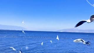 听见了吗？关于爱情的歌曲《爱在秋天》好听，洋洋盈耳