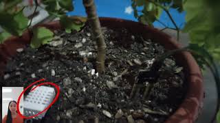 IoT Based Soil Monitoring System