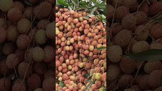 muzaffarapur के लिचिया #शॉर्ट्स #lichitv #shortsfeed