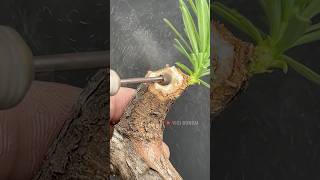 Cool Bonsai Candidate