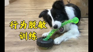 【养犬训犬指南】边牧日常行为脱敏训练从方法论到实践，教你正确认识狗狗 脱敏—border collie Mia