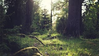 NODE WI 81 - Webintegration del 2 - hent billede fra api