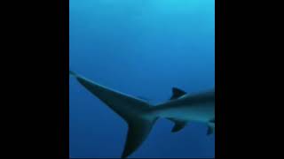 the good friendship of dolphine and dog #shorts #anilfacts #viralshorts