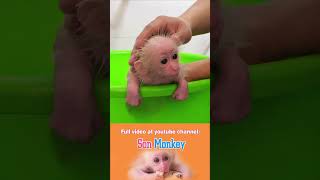HAVE FUN EVERY DAY#monkeyson #monkeysmart #animals #babymonkey #pets #cute