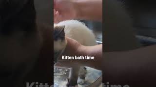 Kitten bath time 😭😭 #kittensmeowing #urduvlogs
