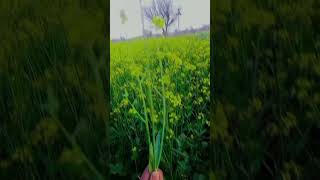 farmers#boy#my#darim🙋🙋🙋🙋🙋🙋🙏