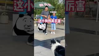 这孩子越夸越起劲#萌宠成精了#动物#萌宠#宠物#狗狗#animals#cute#funny#pets