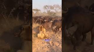 The Buffalo That Stands Against Lions #AfricanBuffalo #Wildlife #SavannaGiants #PredatorVsPrey