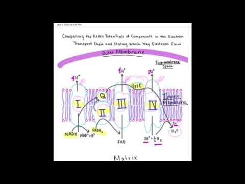 Understanding the Electron Transport Chain (BIOS 041)