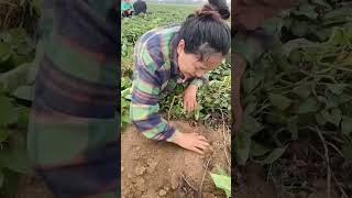 #naturalrurallife #farmingtraditions #agriculturalsystem #naturalife #farming101 #farmingmethod
