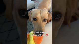 more videos with him coming 🤭🤭 #yellowlab #doglife #subscribe ❤️