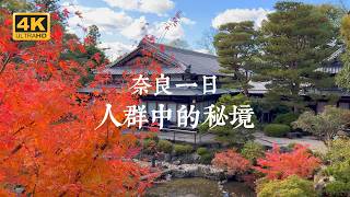 【Nara VLOG】Classic One-Day Nara Itinerary! Discover Hidden Gems on the Main Route