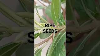 How to collect & save vinca rosea seeds @ plants are vital # seed pods #vinca #collect #save