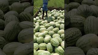 water melon 🍈 sales 9578885495