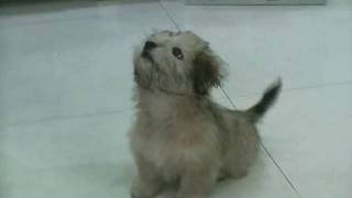 Shih Tzu 3 tháng tuổi.