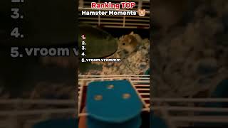 Ranking TOP Best Hamster Moments 🐹