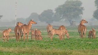 Nilgai taught his children how to feed. #techearth, #wildcowindia,