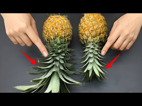 Just Look At This Position To Pick Sweet, Juicy Pineapples!