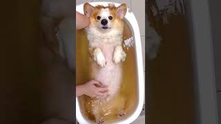 脏脏小狗，洗澡了。 #corgi #dog #pets #柯基 #萌宠 #宠物