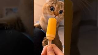 kelakuan meong bikin ngakak, kucing lucu #cat #oyenbarbar #kucinglucu #oyenlucu