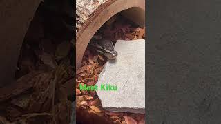 New pet snake!  #petsnake #snake