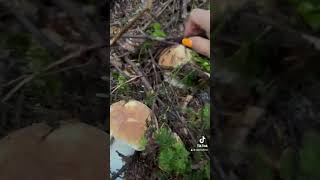 Білі гриби#гриби#ліс #champion #forêt #balade#прогулянка #