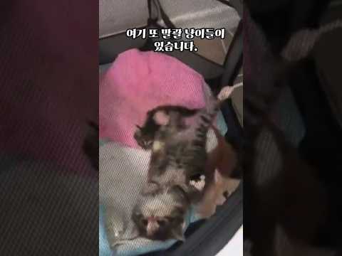 커서 말괄 냥 될거 같은 고양이들 #shorts