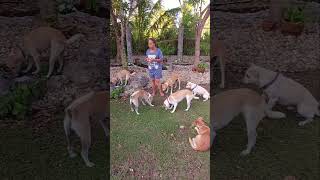 "Sharing rice cake with my pups.