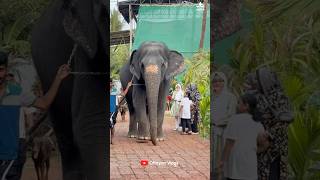 കാവേരി ഞങ്ങളെ കൂട്ടാതെ പോവല്ലേ😍😍 I Kaveri Elephant Malappuram #aana #shorts #kaveri