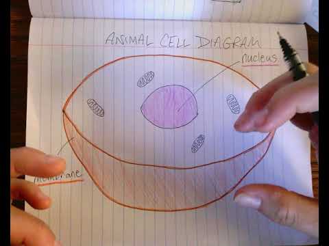 Animal Cell Diagram