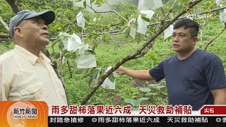 雨多甜柿落果近六成  天災救助補貼