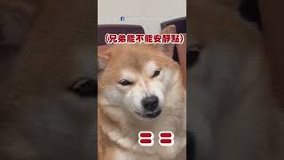 【精選】狗兒子碎唸遭母已讀 飆三字經驚呆主人｜狗狗｜柴犬｜搞笑｜寵物｜生氣