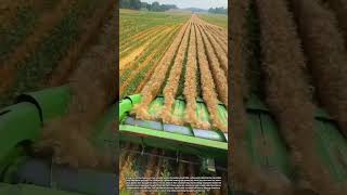 Modern Agricultural Machine Harvesting Wheat Fields Efficiently and Precisely